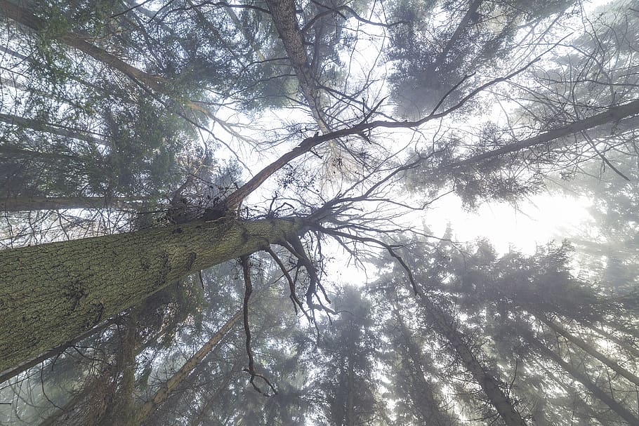winter, tree, forest, fog, mist, morning, mystic, elfes, troll HD wallpaper