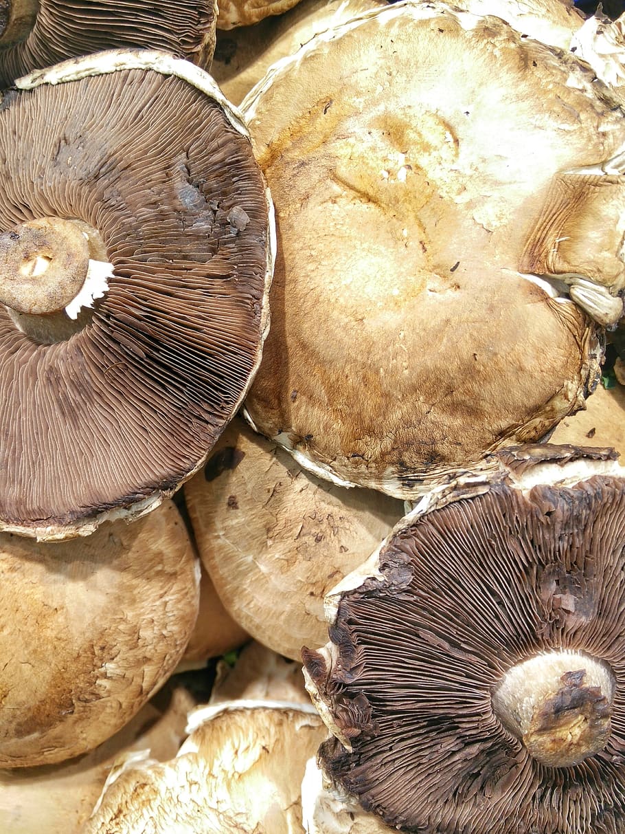 food, mushroom, fungus, edible mushroom, freshness, close-up HD wallpaper