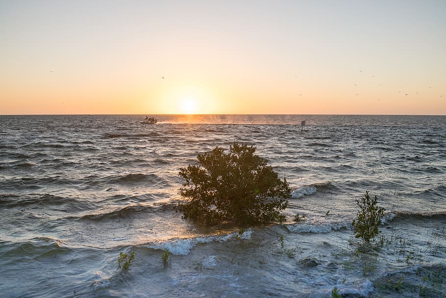 sunset, lone tree, waves, boat, nature, scenic, atmospheric HD wallpaper