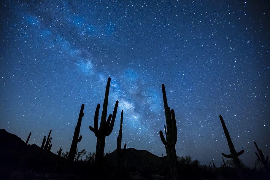 Cactus Plants Under the Starry Sky, astronomy, dark, desert, distant HD wallpaper