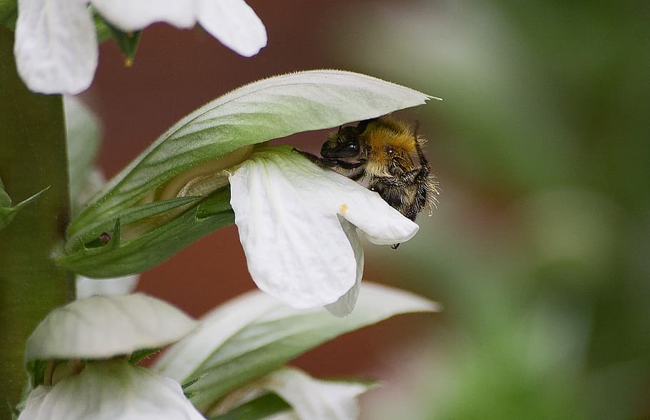 insect, animal themes, one animal, flower, flowering plant HD wallpaper
