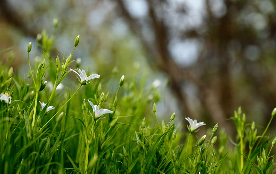 green, leaf, plant, nature, blur, bokeh, outdoor, flower, growth HD wallpaper