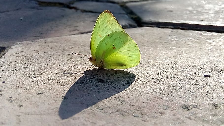 india, indore, green color, shadow, no people, leaf, nature HD wallpaper