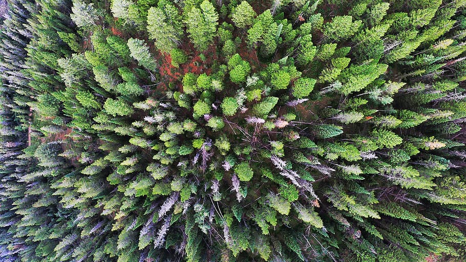 trees, forest, mountains, drone, gopro, growth, green color HD wallpaper