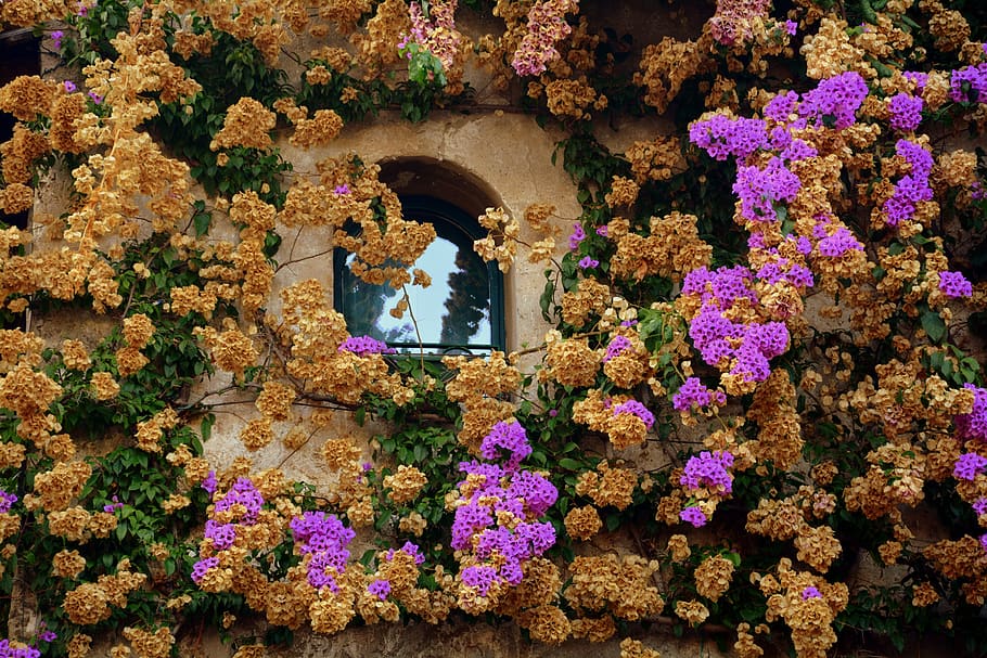window, bloom, wall, sirmione, italy, flower, flowering plant HD wallpaper