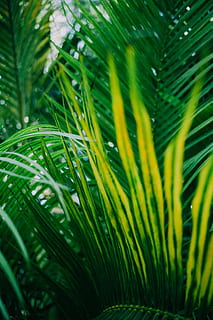 green-leafed plant, forest, palmera, tree, growth, green color HD wallpaper