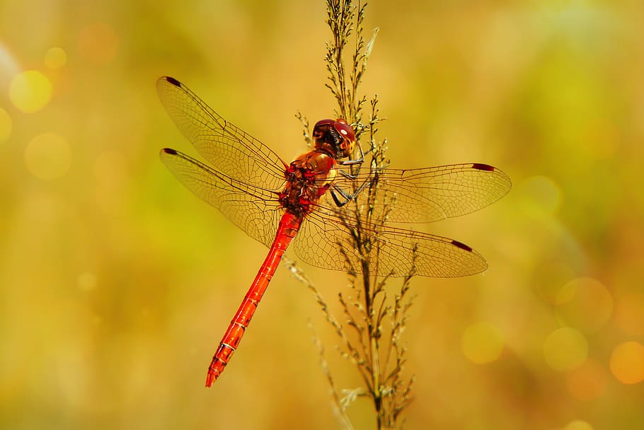 red dragonfly on plant, insect, invertebrate, anisoptera, animal HD wallpaper