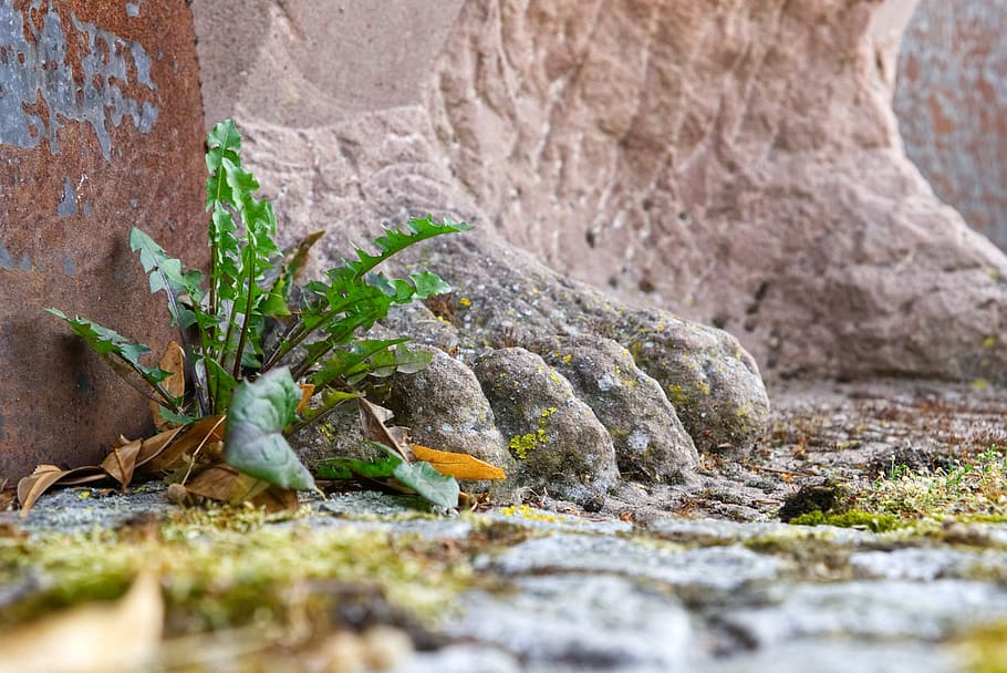 statue, stone, artwork, foot, ten, pedicure, foot care, weed HD wallpaper