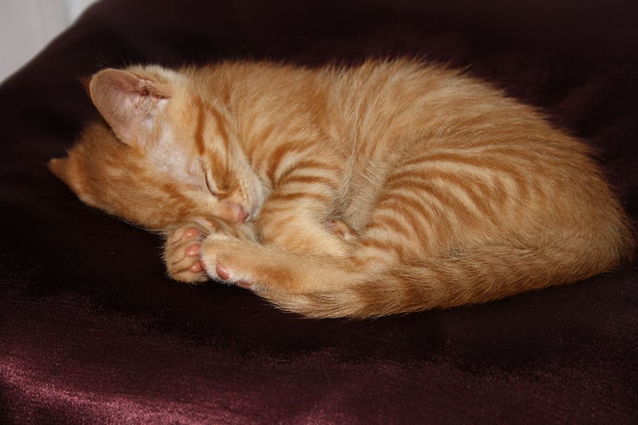 spain, barcelona, kitten, gato, red hair, baby cat, sleeping beauty, HD wallpaper