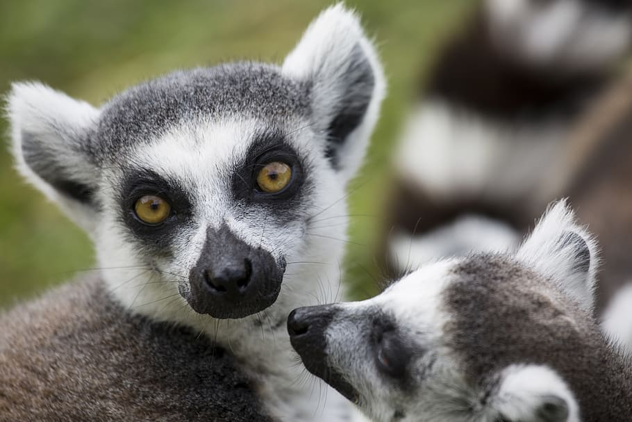 gray and gray meerkats, lemur, wildlife, animal, mammal, canine HD wallpaper