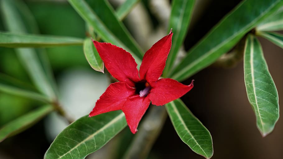 HD wallpaper: impala lily, deep, red, star shaped, flower, plant, tree ...