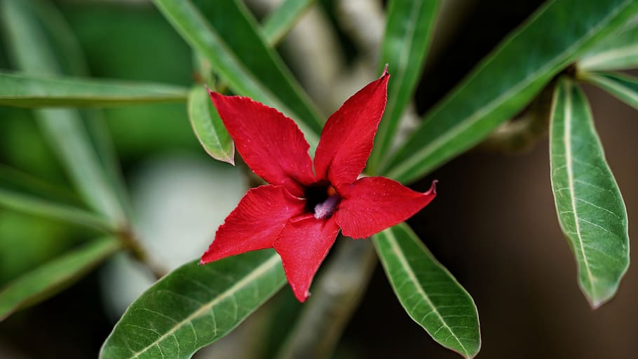 impala lily, deep, red, star shaped, flower, plant, tree, garden HD wallpaper