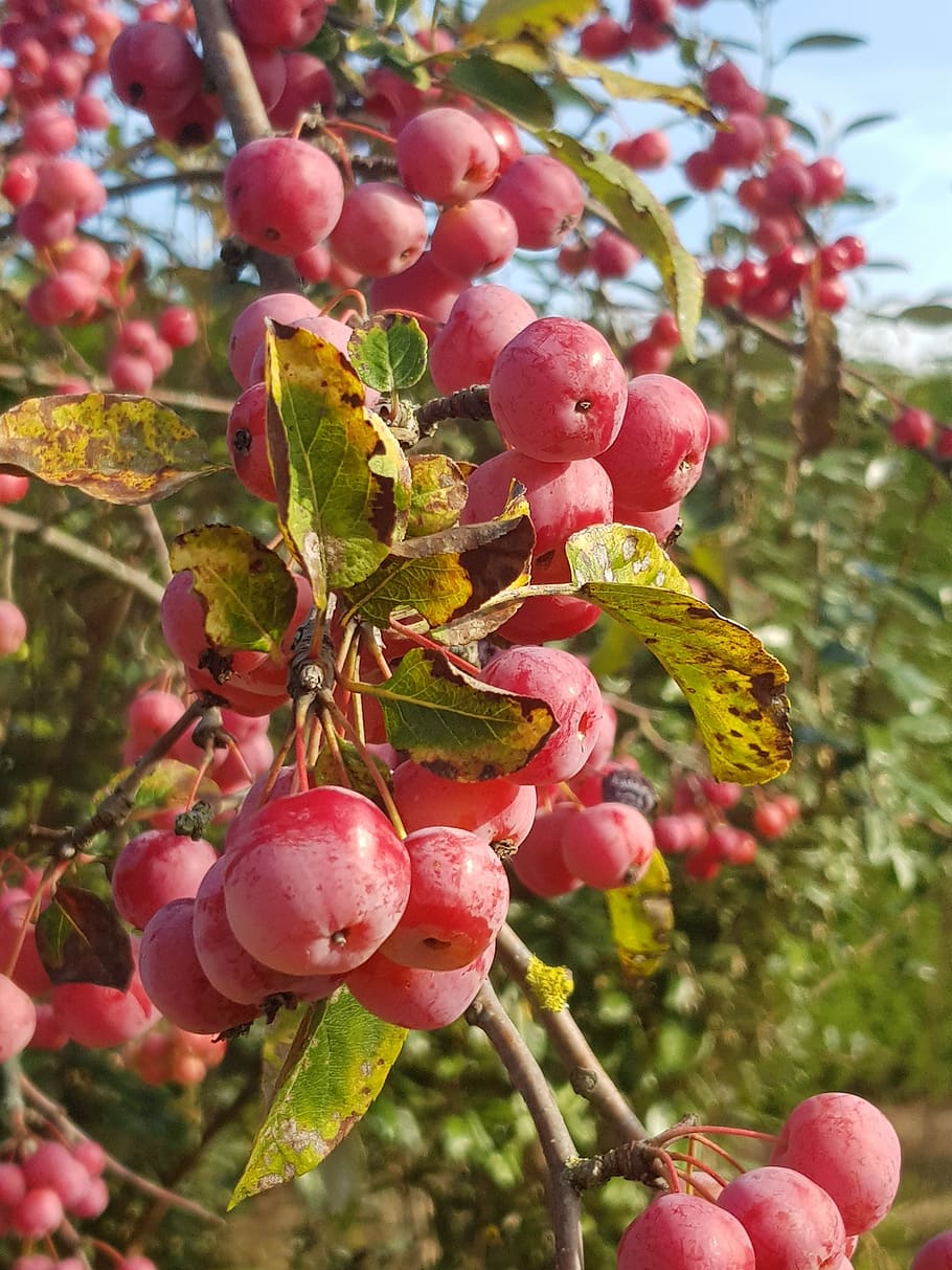 red fruit, autumn, tree, healthy eating, food, food and drink HD wallpaper