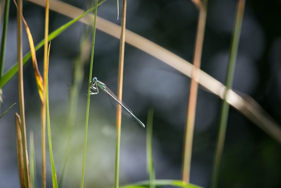 blue, dragonfly, grass, insect, nature, animal, wing, summer HD wallpaper
