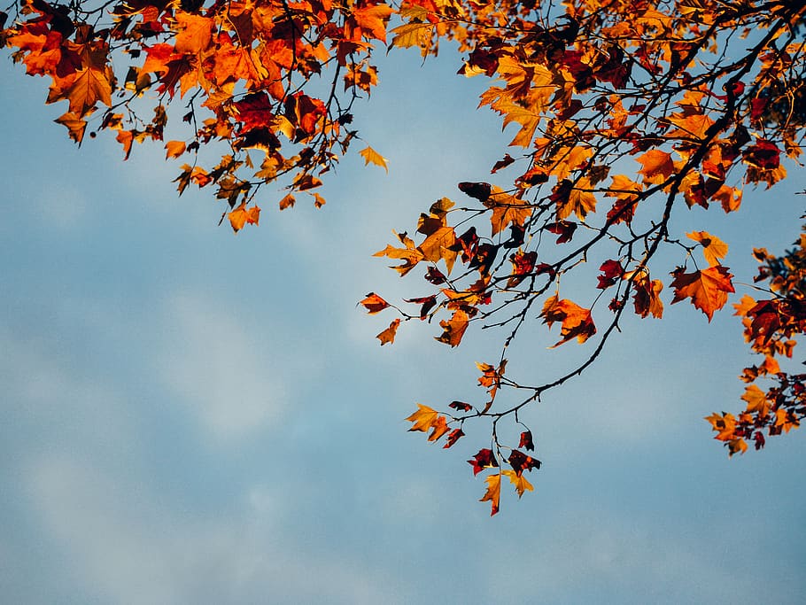 leaf, plant, tree, sky, trees, leaves, maple, food, produce HD wallpaper