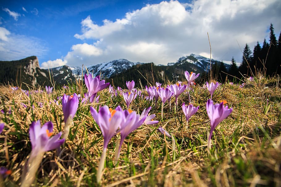 mountain, spring, crocu, flower, view, beauty, beauty in nature HD wallpaper