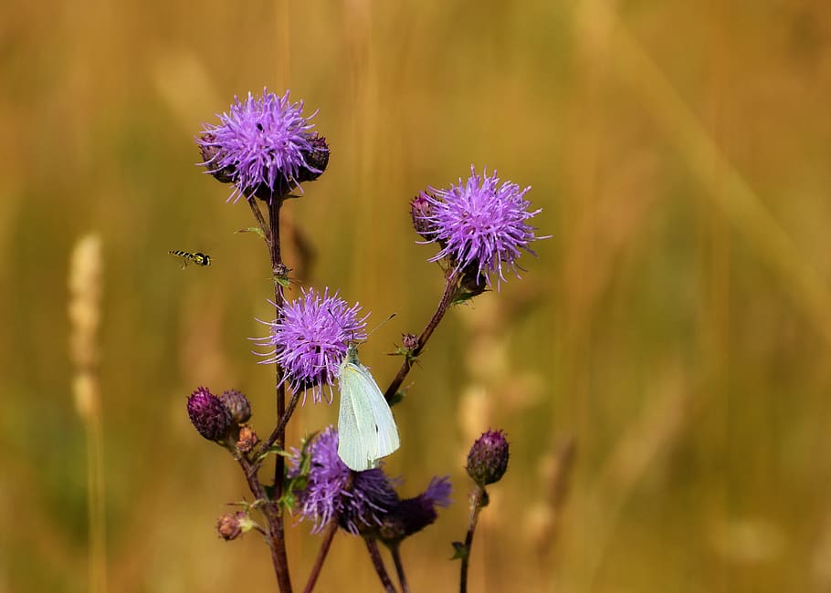 butterfly, thistle, hoverfly, nature, summer, insect, flower HD wallpaper