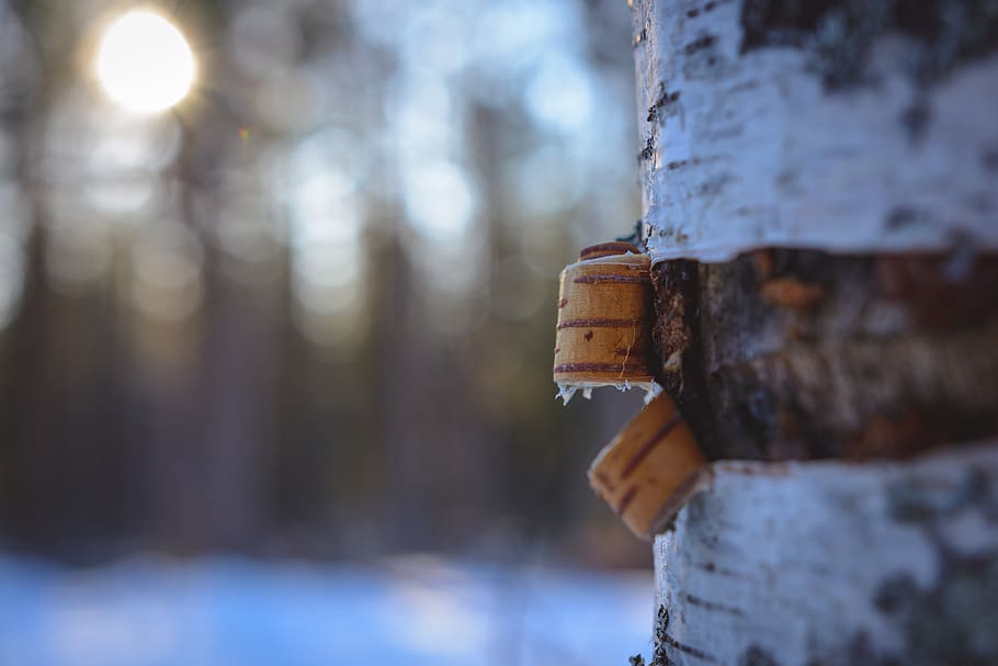 plant, tree, rust, birch, lock, tree trunk, lamp post, bird feeder HD wallpaper
