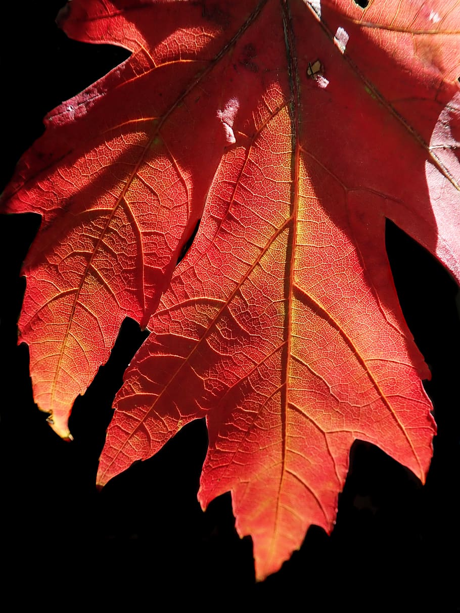 leaf, autumn, tree, fall, colorful, garden, nature, plant part HD wallpaper