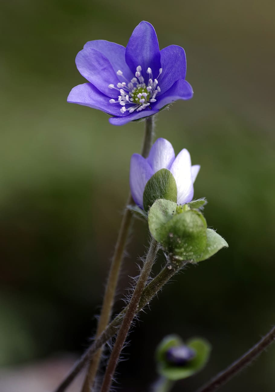 flower, violet, tender, spring, plant, flowering plant, freshness HD wallpaper