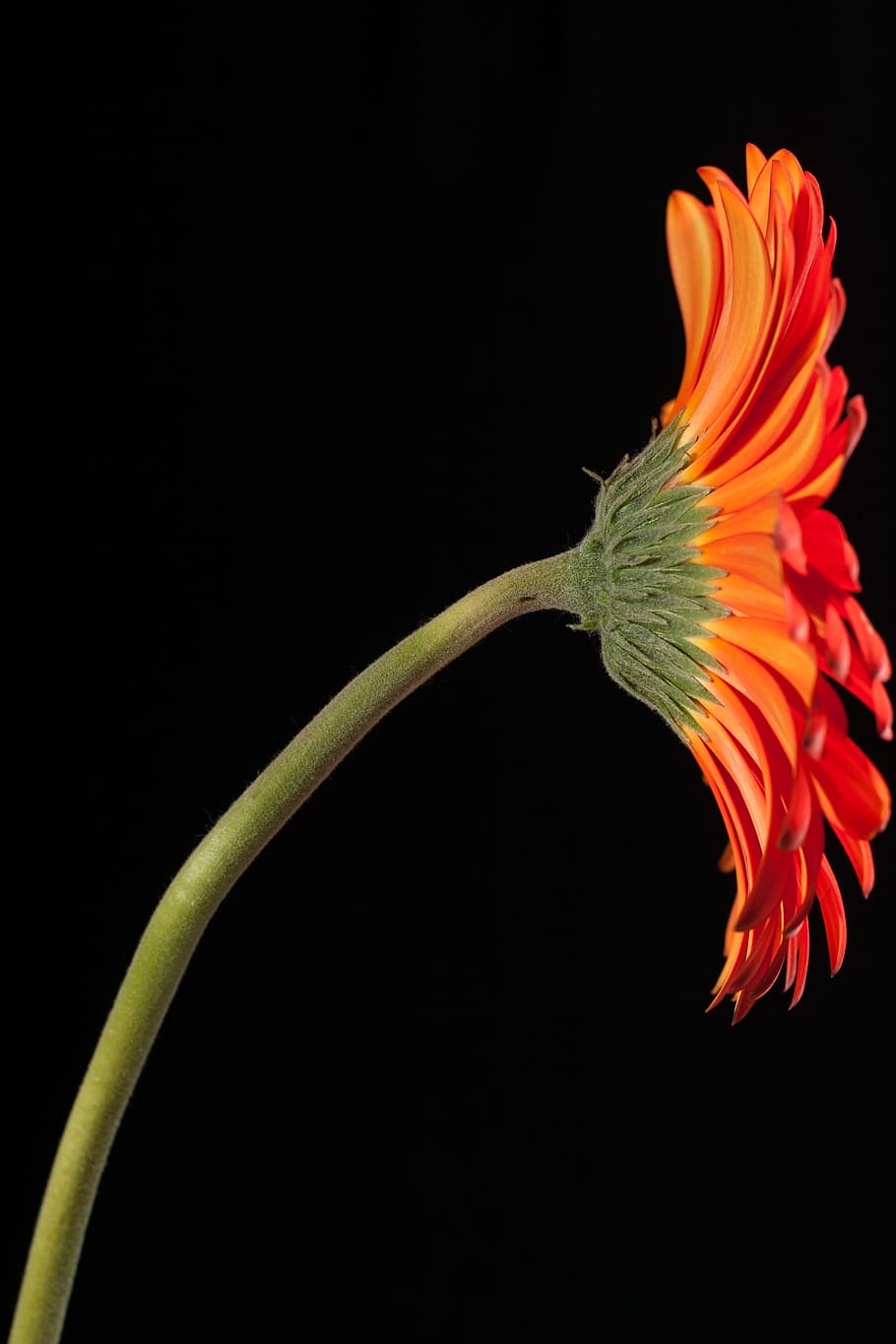 beautiful, red, gerbera, stem, isolated, black, closeup, flower HD wallpaper