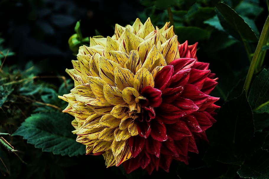 Yellow Red Petal Flower, bloom, blossom, flora, plant, flowering plant HD wallpaper