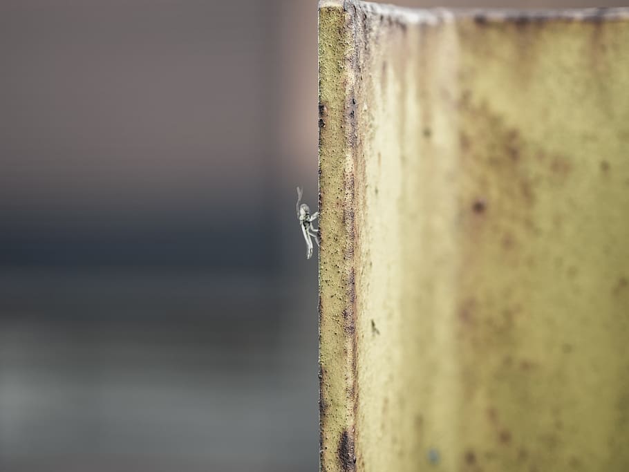 animal, invertebrate, insect, wood, bird, cricket insect, bee HD wallpaper