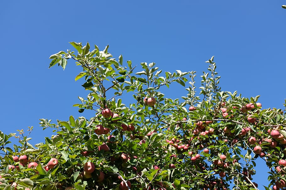 apple, tree, apple tree, apple picking, orchard, plant, fruit HD wallpaper