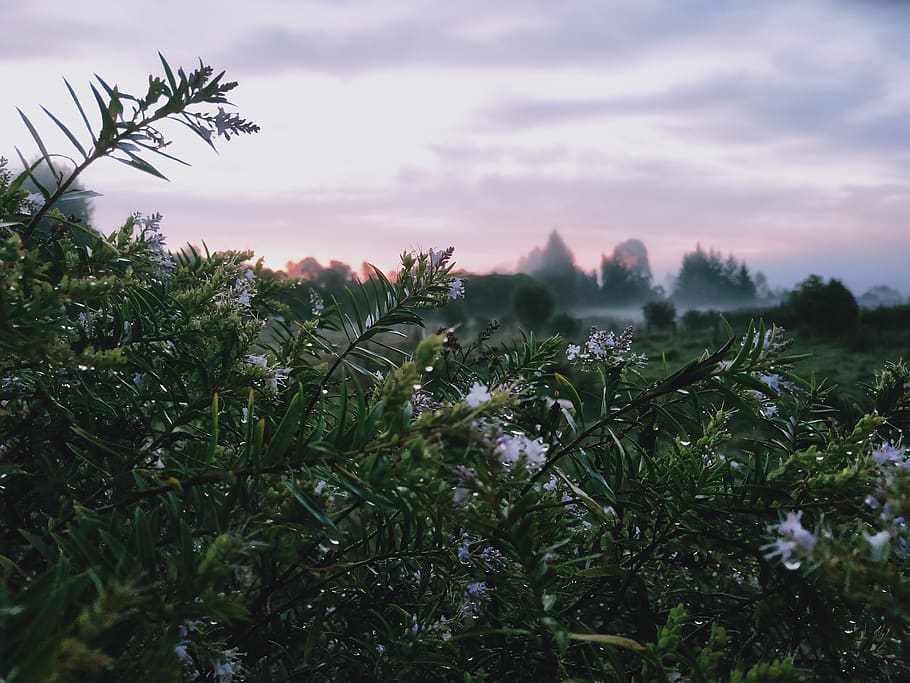 vegetation, plant, bush, tree, flower, blossom, new zealand HD wallpaper