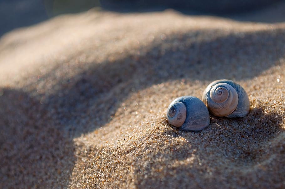sand, beach, the coast, seashell, animal wildlife, animal themes HD wallpaper