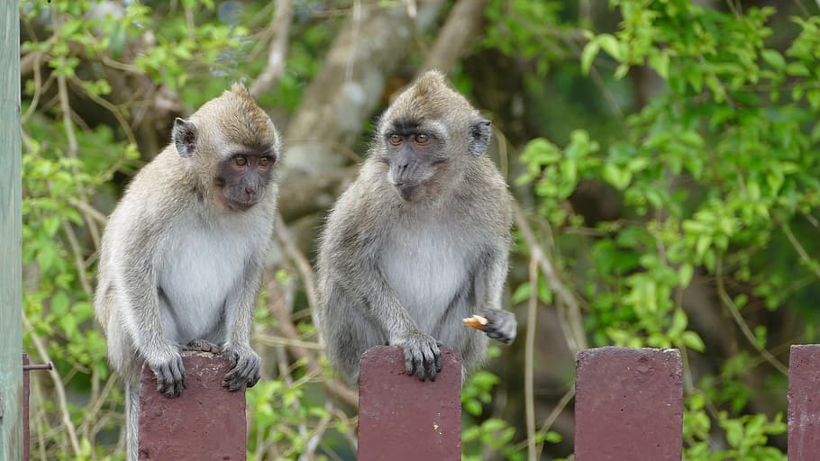 monkey, ape, mauritius, mountains, grand bassin, ganga talao HD wallpaper