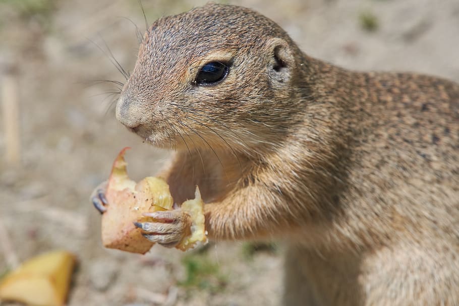ground squirrel, gophers, eat, rodent, croissant, hunger, cute HD wallpaper