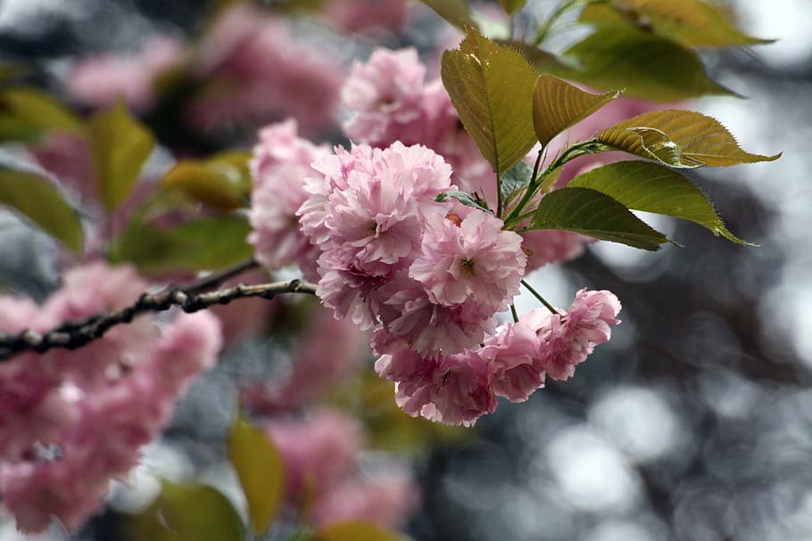 fold cherry tree, plants, cherry blossom, boramae park, flower HD wallpaper