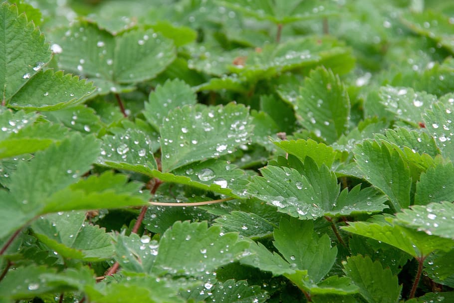 water, rain, grenn, drop, nature, wet, blue, drops, liquid HD wallpaper