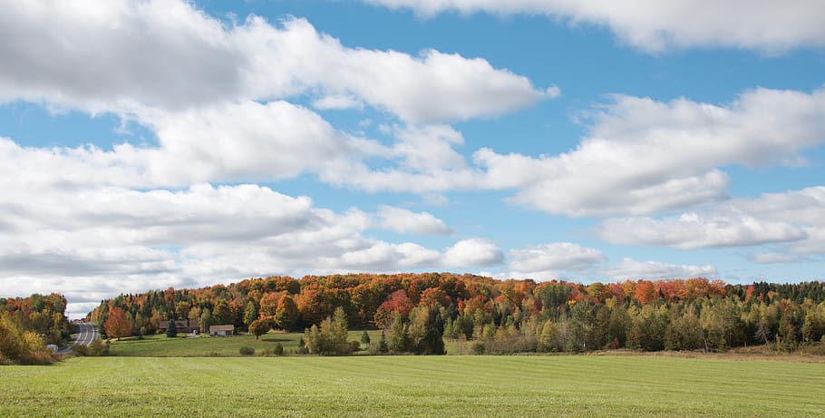 clouds, road, trees, prairie, plant, cloud - sky, environment HD wallpaper