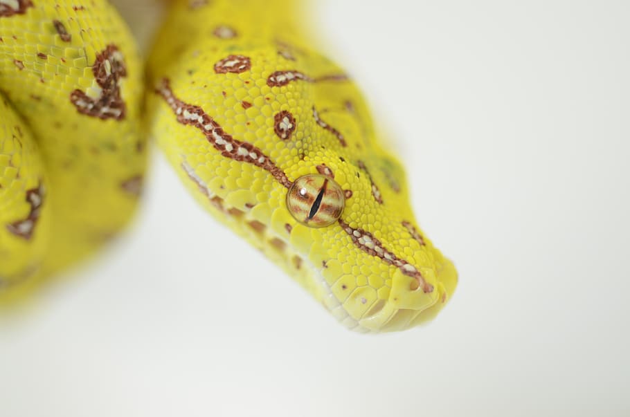 snake, reptile, green tree python, animal, yellow, studio shot HD wallpaper