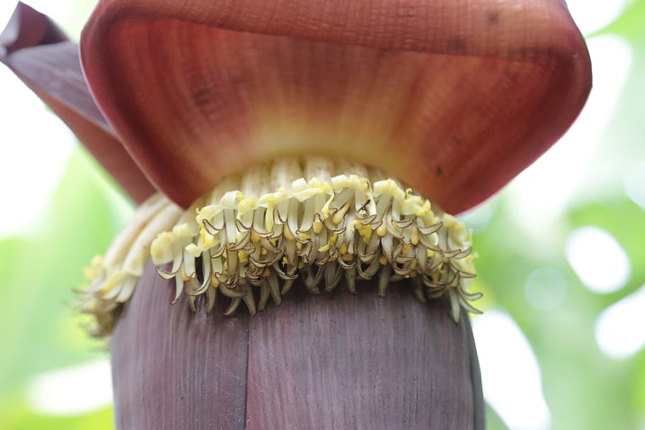 tanzania, close-up, focus on foreground, day, plant, growth HD wallpaper
