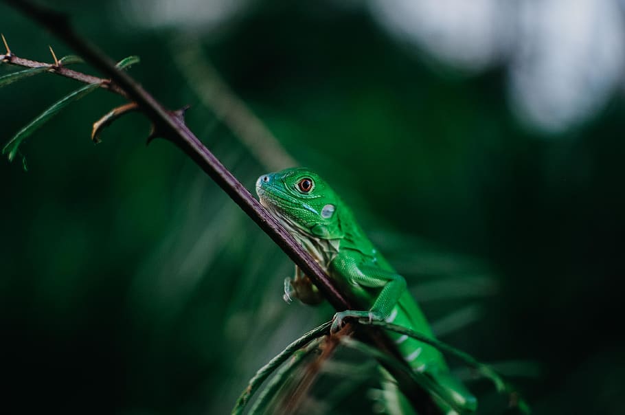 green lizard on fern, reptile, animal, iguana, paradise, national park HD wallpaper