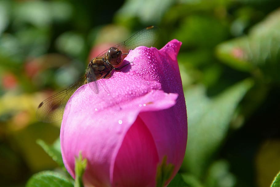 blossom, bloom, flower, insect, dewdrop, dragonfly, rose, dog rose HD wallpaper