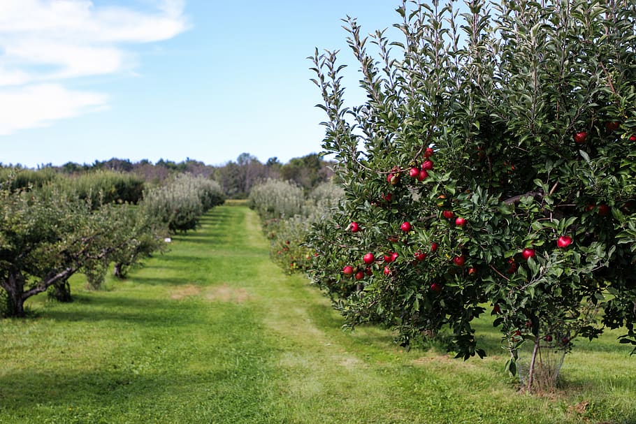 apple trees during daytime, united states, medina, 1150 ledge rd HD wallpaper