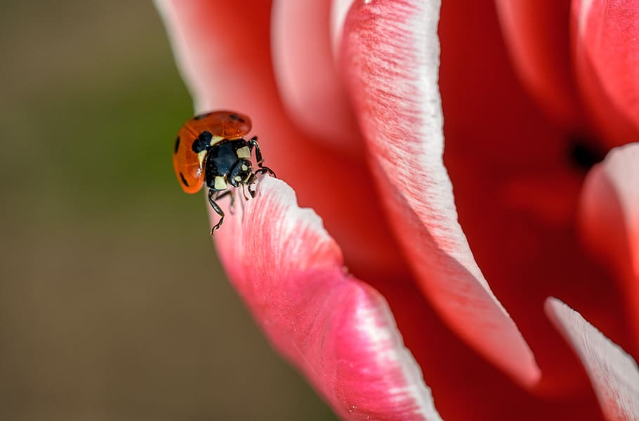 flower, red, petal, bloom, garden, plant, nature, autumn, fall HD wallpaper