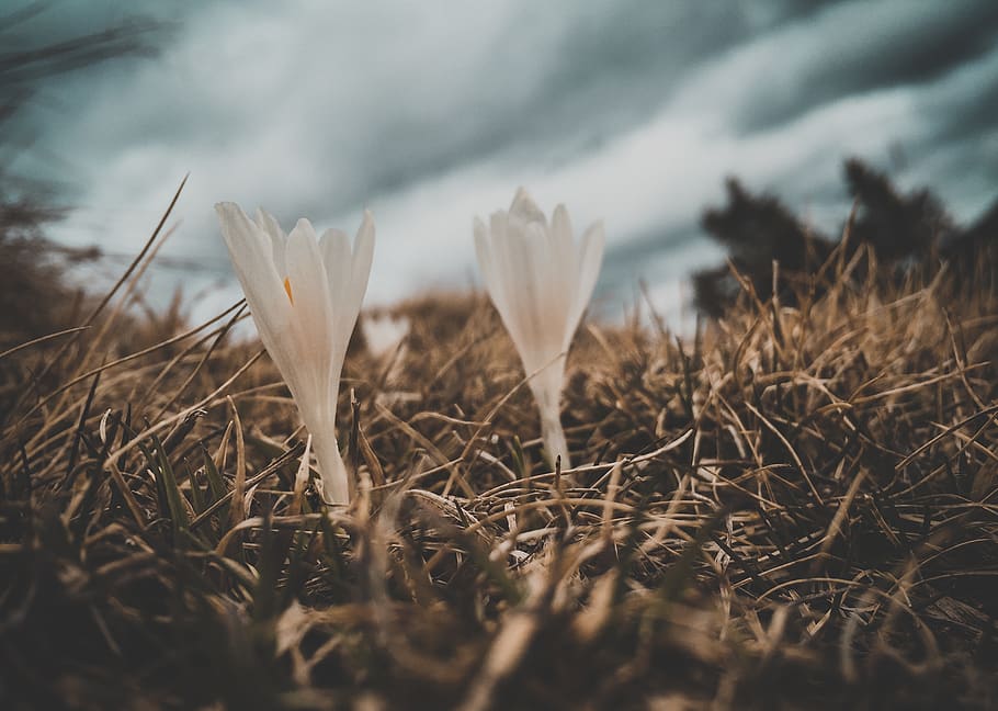 flowers, grass, spring, plant, nature, beauty in nature, growth HD wallpaper