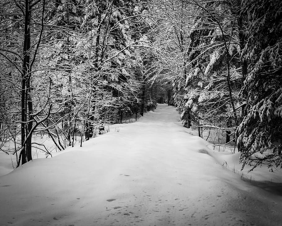 trees covered with snow, plant, winter, cold temperature, the way forward HD wallpaper