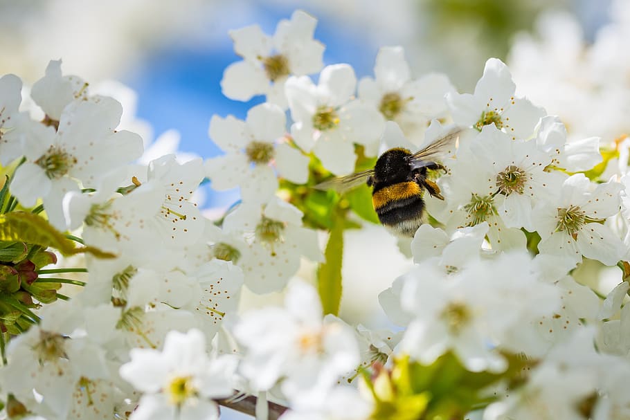 White Flowers, animal, bee, bloom, blooming, blossom, blur, bright HD wallpaper