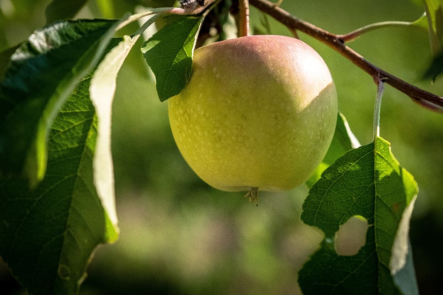 apple, apple tree, fruit, bush, close up, macro, nature, fruit trees HD wallpaper