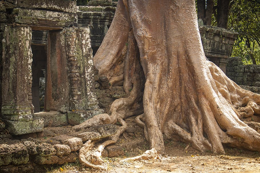 tree, log, root, middle ages, past, forget, time, khmer, temple, HD wallpaper