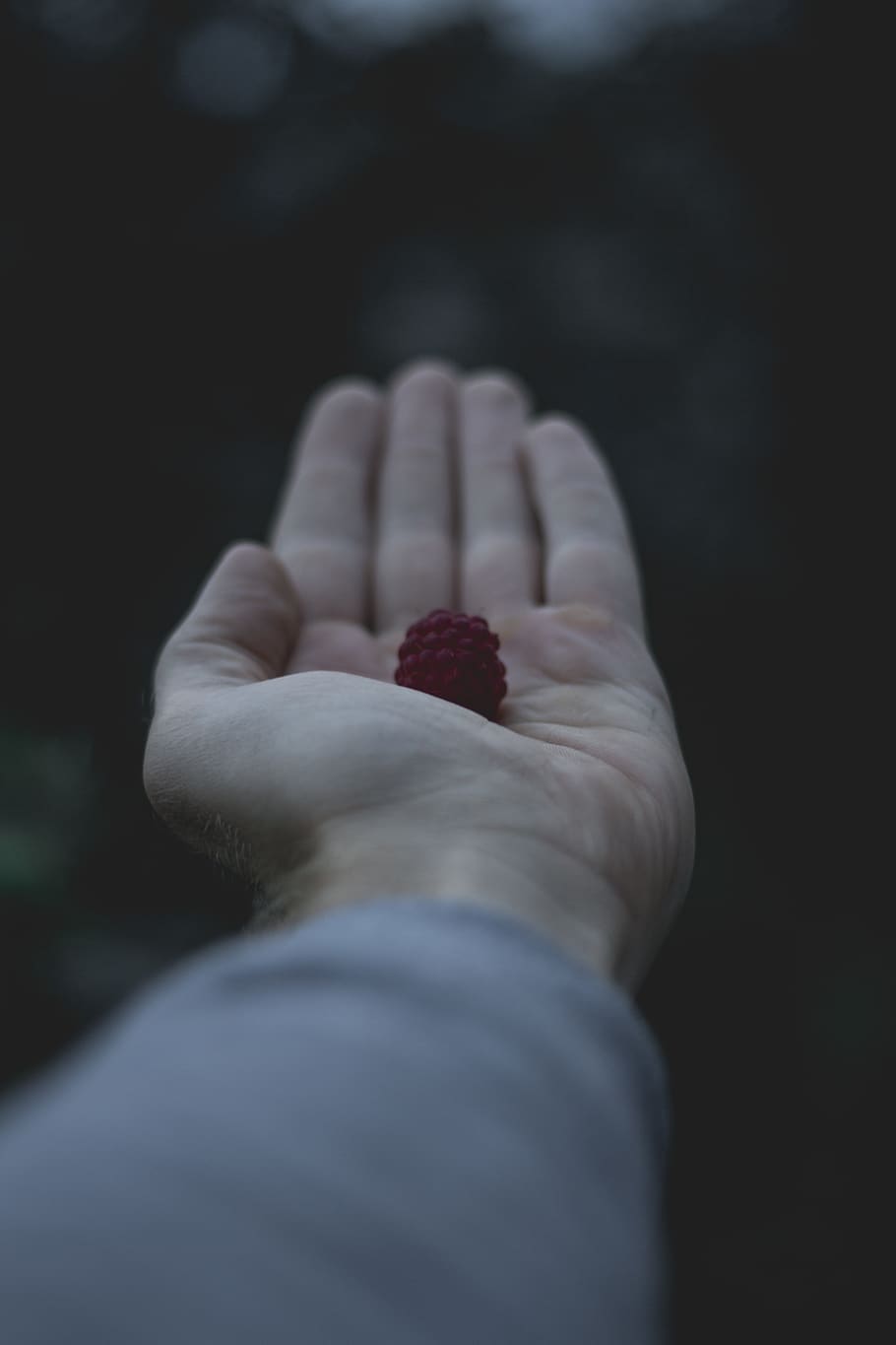 person holding raspberry, fruit, flora, produce, food, plant HD wallpaper