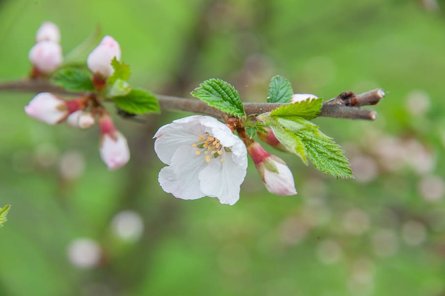 spring, cherry, flowers, petals, cherry blossoms, branch of cherry, HD wallpaper