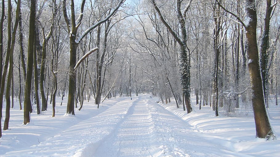 winter, snow, park, cold temperature, tree, land, plant, forest HD wallpaper