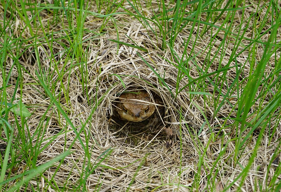 toad, common toad, toad migration, amphibians, spring, animal HD wallpaper